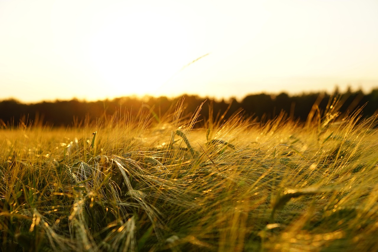 Guide to Agricultural Pesticide Raw Materials and Agrochemicals